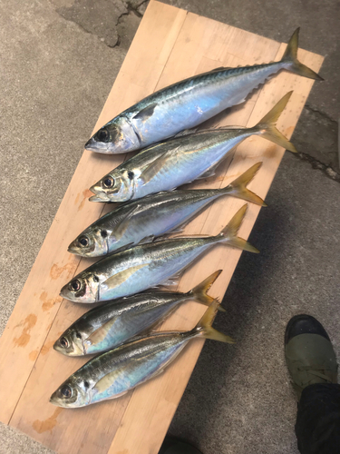 サバの釣果