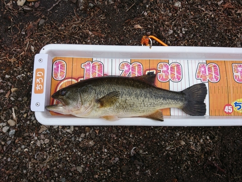 ラージマウスバスの釣果