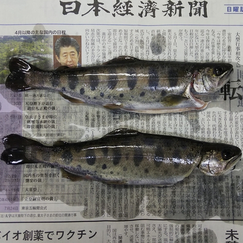 ヤマメの釣果