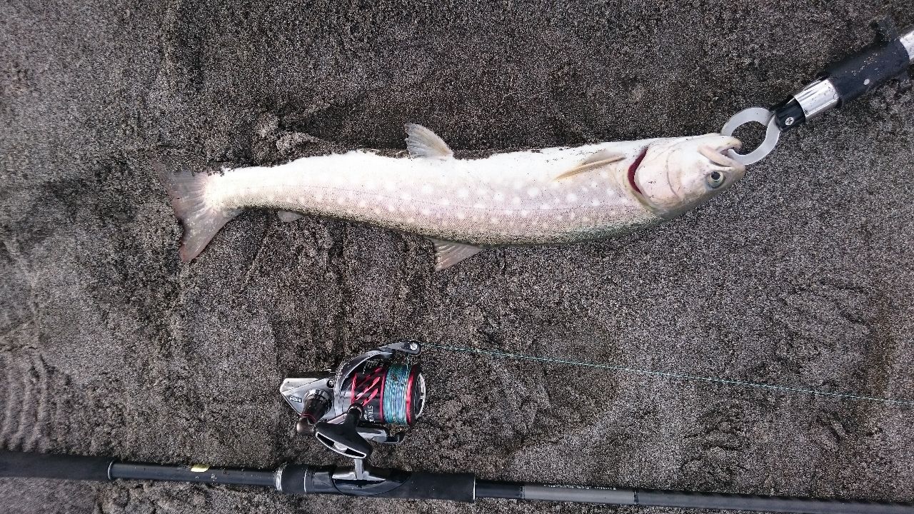 アメマス