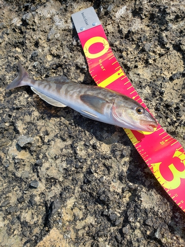 ホッケの釣果