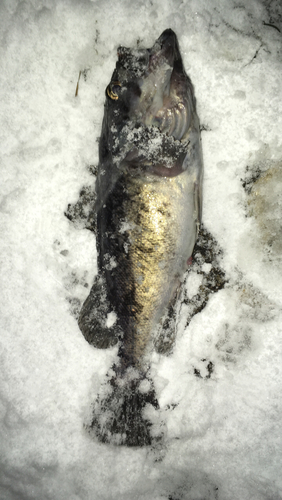 ソイの釣果