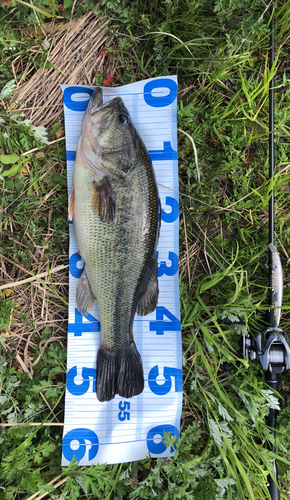 ブラックバスの釣果