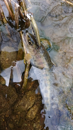 ヤマメの釣果