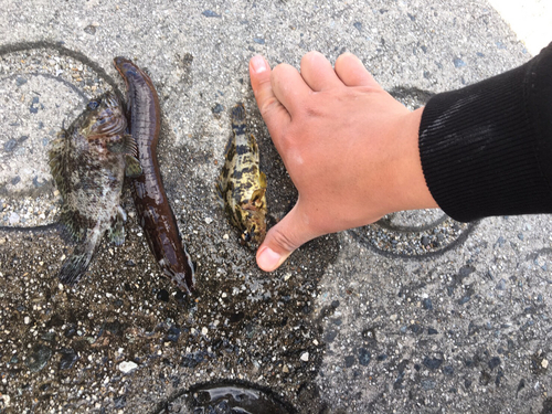 タケノコメバルの釣果