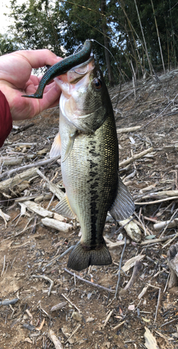 ラージマウスバスの釣果