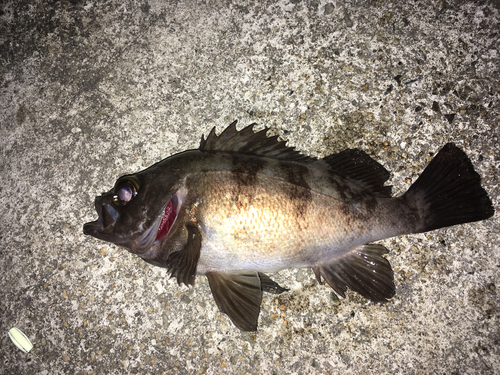 メバルの釣果