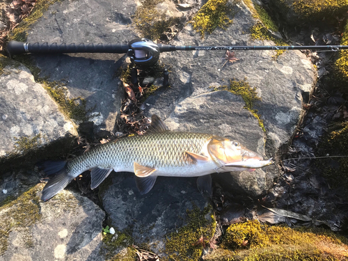 ニゴイの釣果