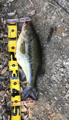 ブラックバスの釣果