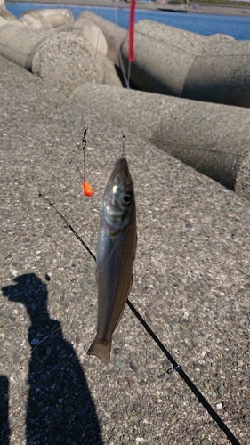 シロギスの釣果