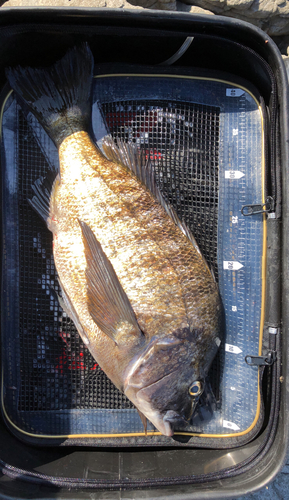 チヌの釣果