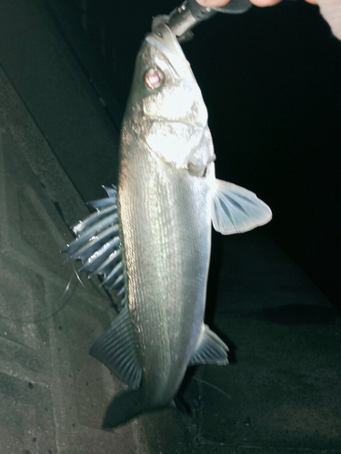 スズキの釣果