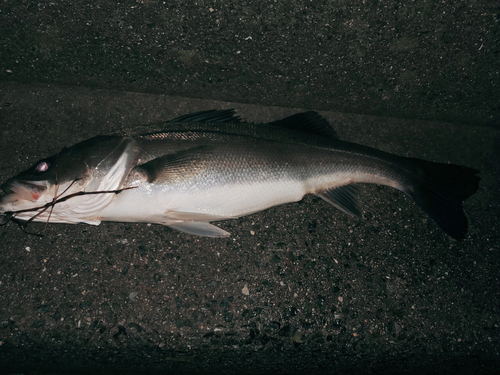 スズキの釣果