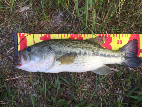 ブラックバスの釣果