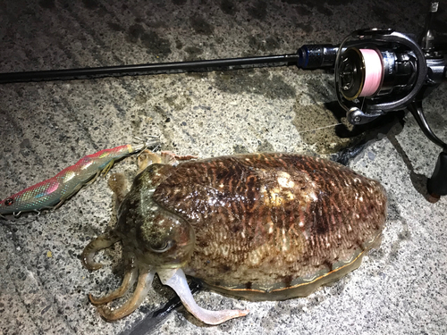 コウイカの釣果