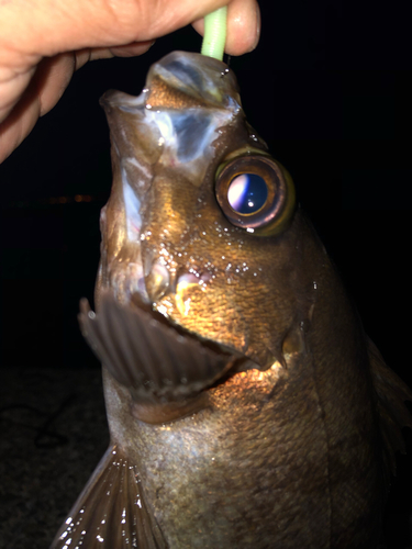 メバルの釣果