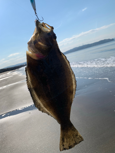 ヒラメの釣果