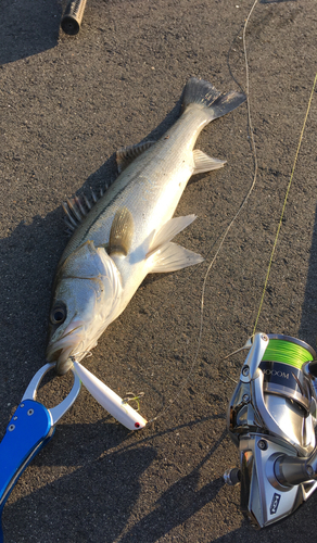 シーバスの釣果