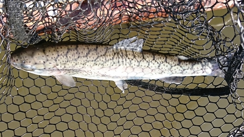 ニジマスの釣果