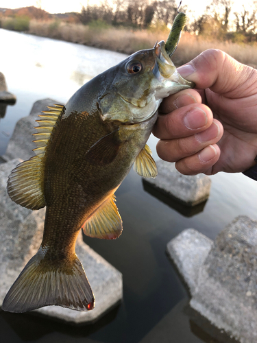 スモールマウスバスの釣果