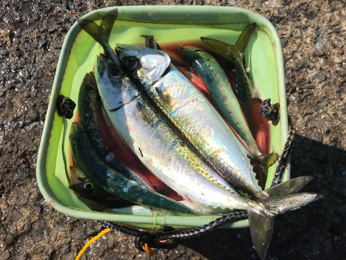 サバの釣果