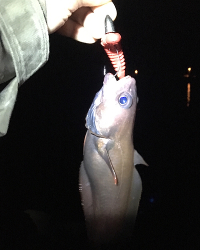 ドンコの釣果