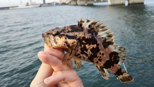 タケノコメバルの釣果