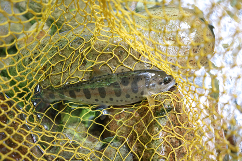 ヤマメの釣果