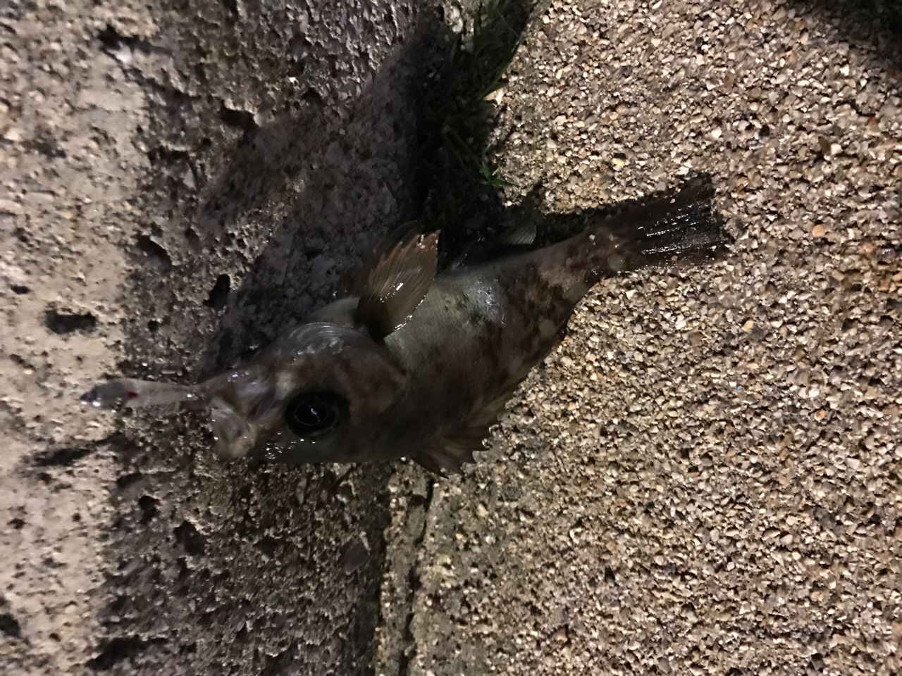 クロメバル