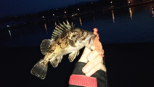 クロソイの釣果