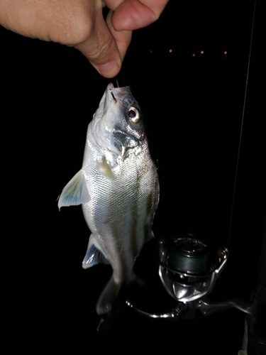 クワガナーの釣果