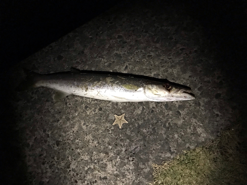 カマスの釣果