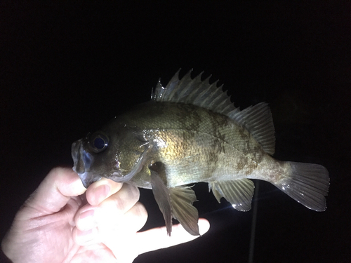 クロメバルの釣果