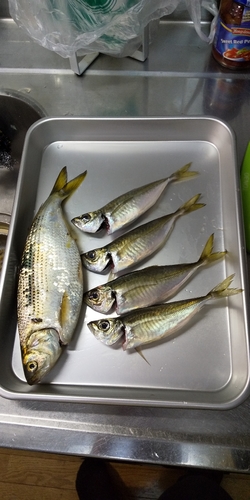 コノシロの釣果