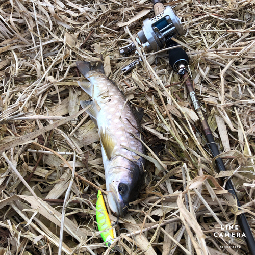 アメマスの釣果