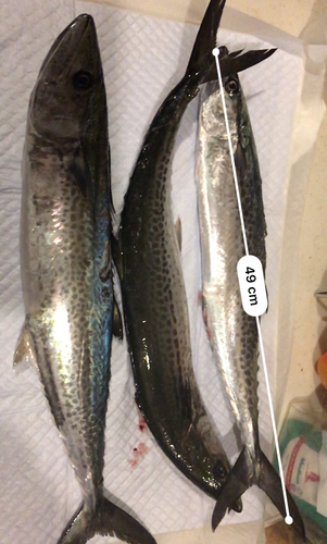 サゴシの釣果