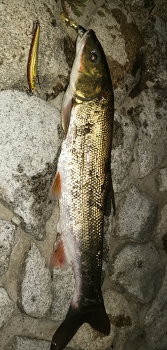 マルタウグイの釣果