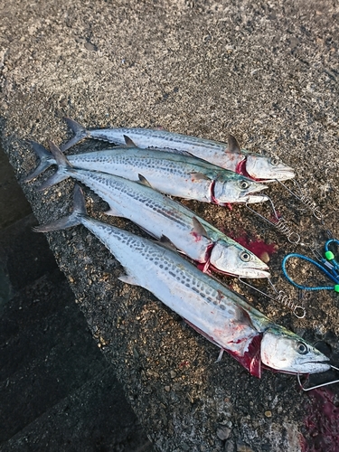 サゴシの釣果