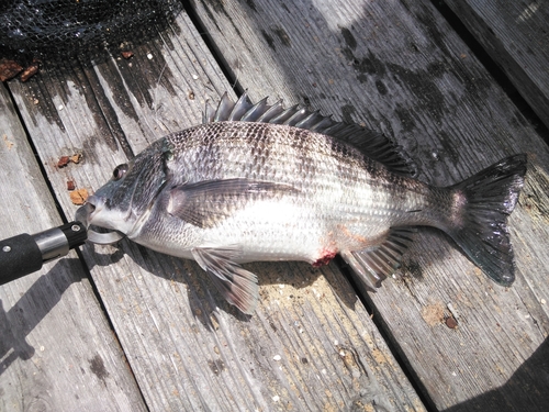 チヌの釣果