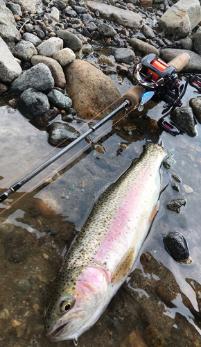 ニジマスの釣果