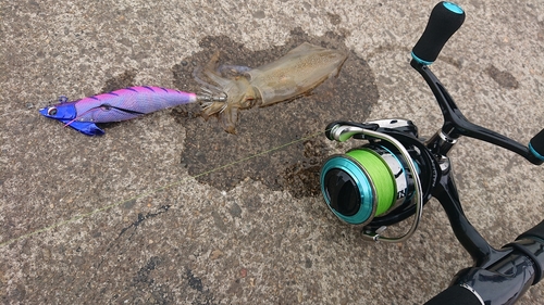 ケンサキイカの釣果