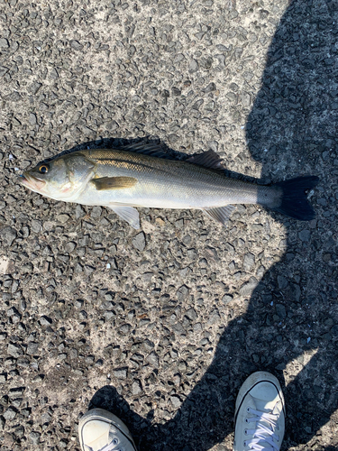 スズキの釣果