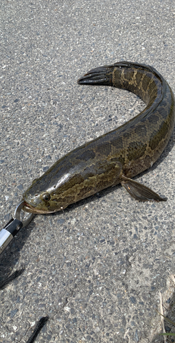 ライギョの釣果