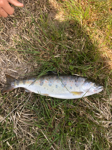 アマゴの釣果