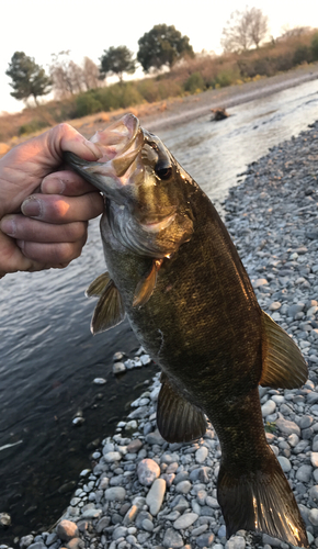 スモールマウスバスの釣果