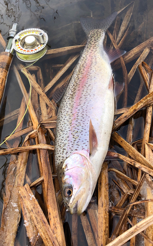 ニジマスの釣果