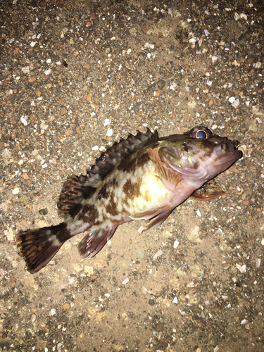 カサゴの釣果