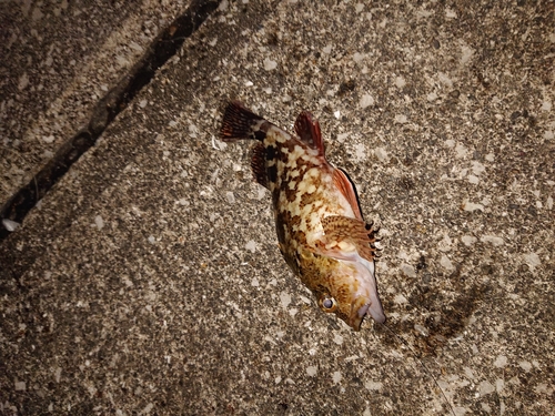 カサゴの釣果