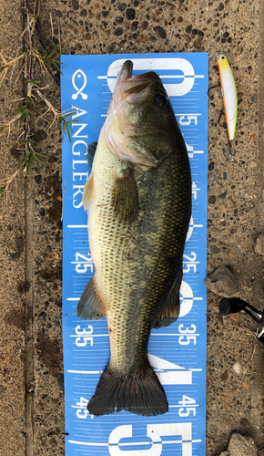 ブラックバスの釣果