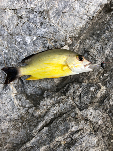 ニセクロホシフエダイの釣果